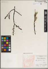 Foto von Salix karelinii Turcz. ex Stschegl.